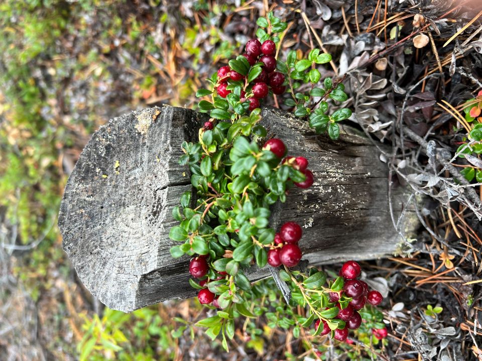 Checking out the return of the wild cranberries in the fall time in northern Yukon.. It’s my favourite time of the year to go picking the berries.. there looking so good this year???????? (Yukon, Canada)